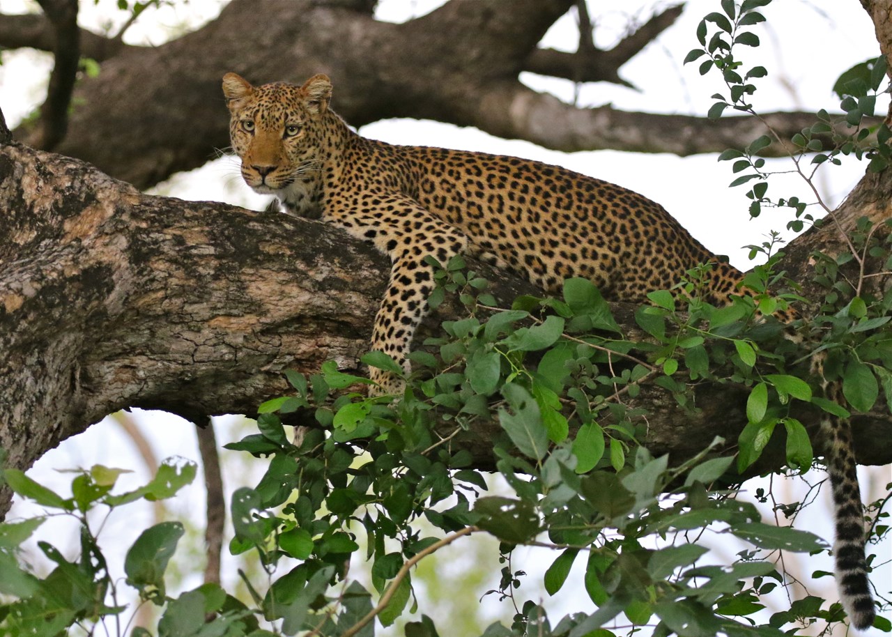 Safari South Luangwa National Park